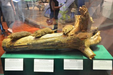 MANILA, PH - OCT 20 - Ulusal Doğal Tarih Fare ve Fare Müzesi 20 Ekim 2018, Manila, Filipinler.