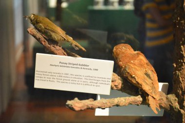 MANILA, PH - OCT 20 - Ulusal Doğal Tarih Müzesi geveze kuş 20 Ekim 2018, Manila, Filipinler.