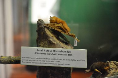 MANILA, PH - OCT 20 - Ulusal Doğal Tarih Müzesi paslı at nalı yarasası 20 Ekim 2018, Manila, Filipinler.