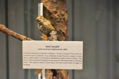 MANILA, PH - OCT 20 - Ulusal Doğal Tarih Müzesi 20 Ekim 2018 tarihinde Manila, Filipinler 'de kırmızı haç tasarısı.