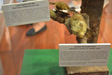 MANILA, PH - OCT 20 - Ulusal Doğal Tarih Müzesi meyve yarasası ve yuvarlak yarasa 20 Ekim 2018 tarihinde Manila, Filipinler.