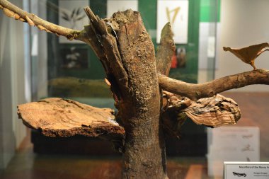 MANILA, PH - OCT 20 - Ulusal Doğal Tarih Mantarı Müzesi 20 Ekim 2018, Manila, Filipinler.