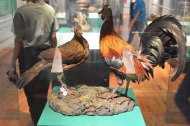 MANILA, PH - OCT 20 - Ulusal Doğal Tarih Müzesi Horozu 20 Ekim 2018, Manila, Filipinler.