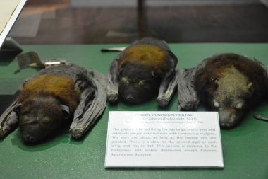 MANILA, PH - OCT 20 - Ulusal Doğal Tarih Müzesi 20 Ekim 2018 tarihinde Manila, Filipinler 'de.