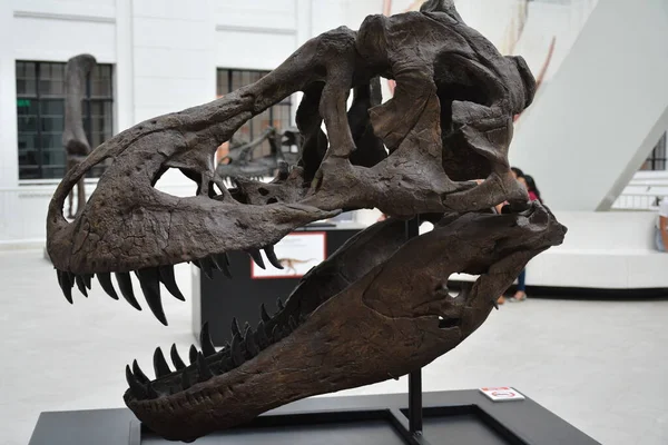 Manila Oct Ulusal Doğal Tarih Müzesi Dinozor Kafatası Ekim 2018 — Stok fotoğraf