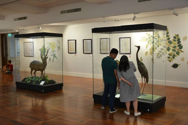 Manila Oct Museo Nacional Historia Natural Animales Exhibición Octubre 2018 — Foto de Stock