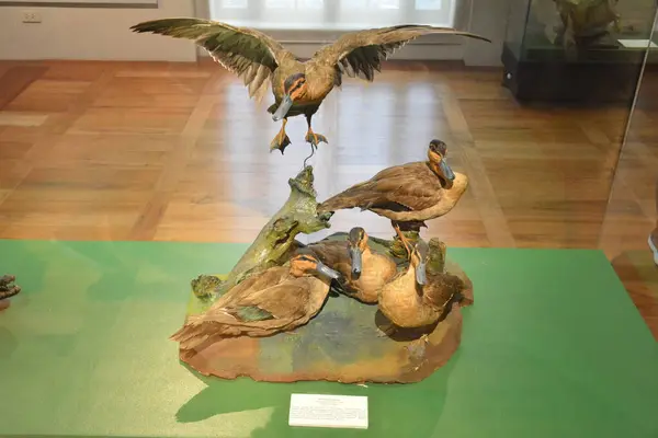 MANILA, PH - OCT 20 - 20 Ekim 2018 tarihinde Filipinler 'in Manila kentinde Ulusal Doğal Tarih Müzesi.