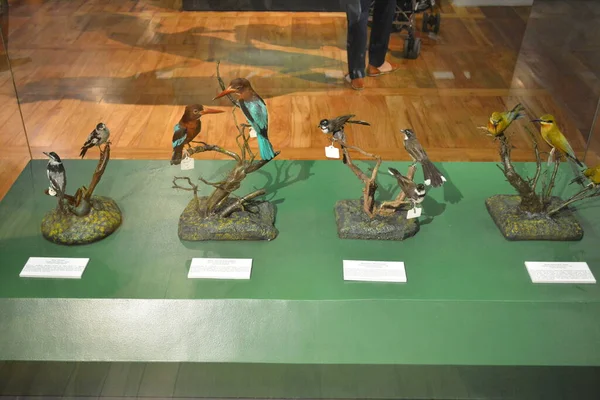 Manila Oct Museo Nacional Las Aves Historia Natural Octubre 2018 — Foto de Stock