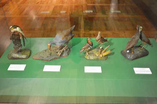 MANILA, PH - OCT 20 - Ulusal Doğal Tarih Kuşları Müzesi 20 Ekim 2018, Manila, Filipinler.