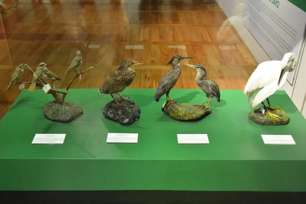 Manila Oct Museo Nacional Las Aves Historia Natural Octubre 2018 — Foto de Stock