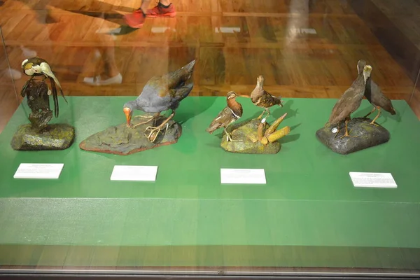 MANILA, PH - OCT 20 - Ulusal Doğal Tarih Kuşları Müzesi 20 Ekim 2018, Manila, Filipinler.