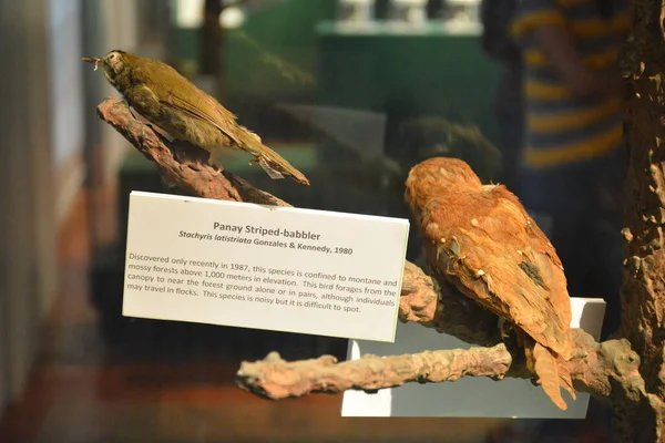 MANILA, PH - OCT 20 - Ulusal Doğal Tarih Müzesi geveze kuş 20 Ekim 2018, Manila, Filipinler.
