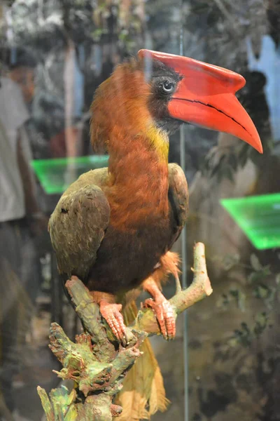 Manila Oct Musée National Des Oiseaux Histoire Naturelle Octobre 2018 — Photo