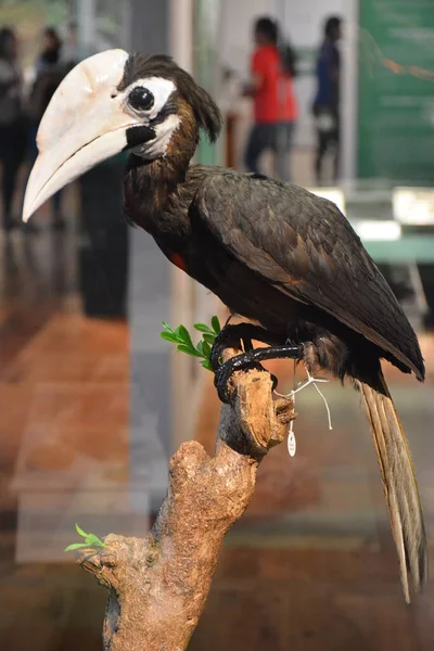 Manila Oct 자연사 박물관 Palawan Hornbill Bird 2018 필리핀 마닐라 — 스톡 사진