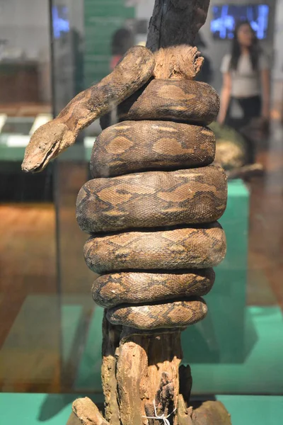 Manila Oct Museo Nacional Historia Natural Serpiente Octubre 2018 Manila — Foto de Stock