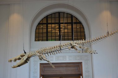 MANILA, PH - OCT 20 - Ulusal Doğal Tarih Müzesi Timsah 20 Ekim 2018 tarihinde Manila, Filipinler 'de sergi salonunda duruyor.