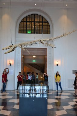 MANILA, PH - OCT 20 - Ulusal Doğal Tarih Müzesi Timsah 20 Ekim 2018 tarihinde Manila, Filipinler 'de sergi salonunda duruyor.