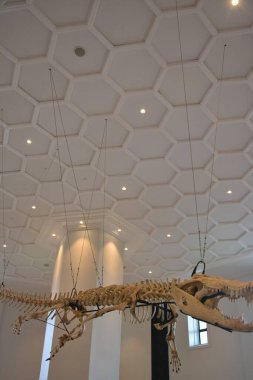 MANILA, PH - OCT 20 - Ulusal Doğal Tarih Müzesi Timsah 20 Ekim 2018 tarihinde Manila, Filipinler 'de sergi salonunda duruyor.