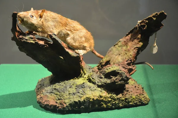 Manila Oct National Museum Nature History Rat October 2018 Manila — Stock Fotó