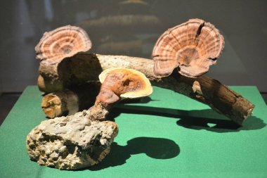 Filipin müzesindeki tropikal yağmur ormanlarının mantarları