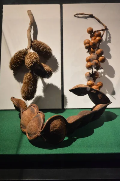 Brown Dry Fruit Display Philippine Museum — Stock Photo, Image