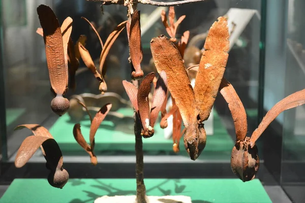 Brown Dry Fruit Display Philippine Museum — Stock Photo, Image