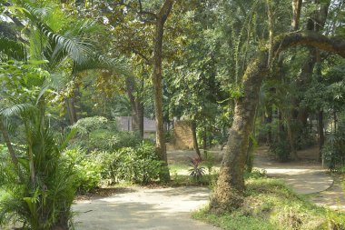 Filipinler 'de gündüz vakti yeşil uzun ağaçlar parkı kapladı