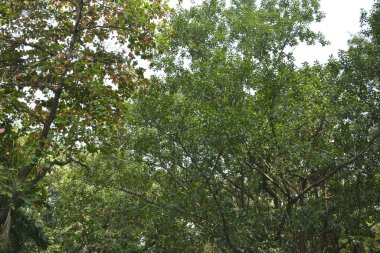 Filipinler 'de gündüz vakti yeşil uzun ağaçlar parkı kapladı