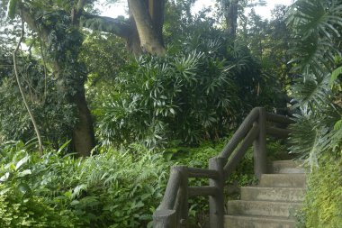 Filipinler 'de gündüz vakti yeşil uzun ağaçlar parkı ve merdivenleri kapladı