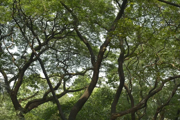 Árvores Altas Verdes Cobriram Parque Durante Dia Nas Filipinas — Fotografia de Stock