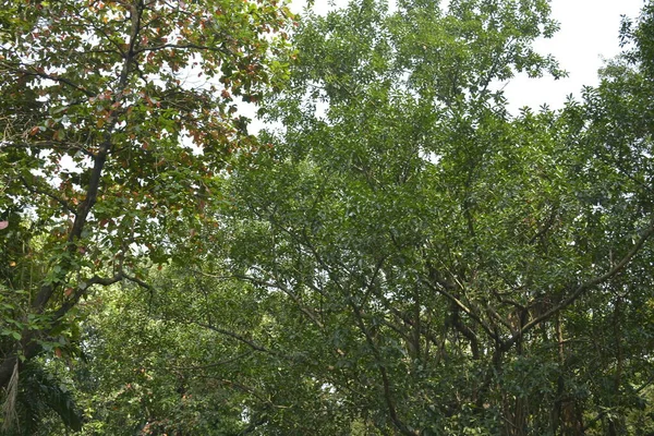 Pohon Pohon Tinggi Hijau Menutupi Taman Selama Siang Hari Filipina — Stok Foto