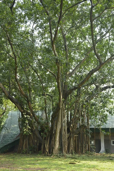 在菲律宾 公园里长满了绿高树 — 图库照片