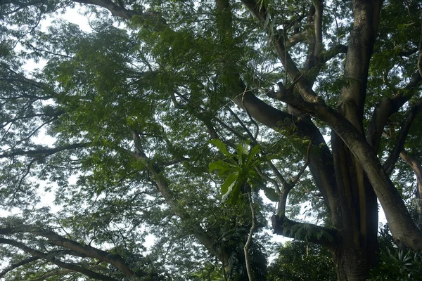 Green Tall Trees Covered Park Daytime Philippines — Stock Photo, Image