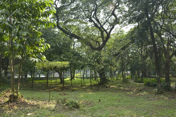Quezon City Oct Ninoy Aquino Parky Divoká Zvěř Obklopující Stromy — Stock fotografie