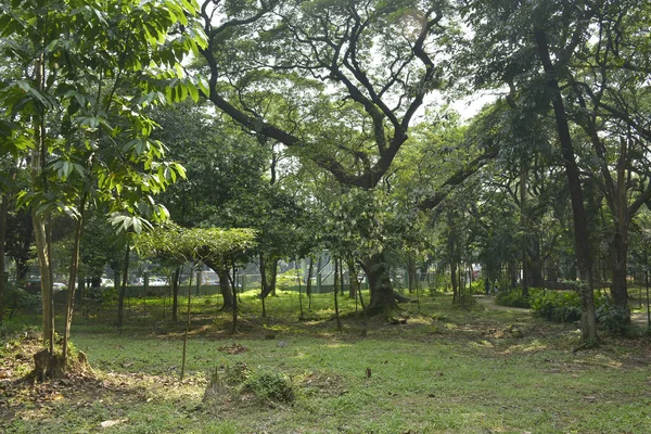 Quezon Şehri Oct Ninoy Aquino Parkları Filipinler Quezon Şehrinde Ekim — Stok fotoğraf