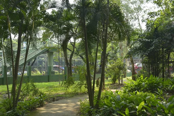 Quezon City Oct Ninoy Aquino Parks Wildlife Surrounding Trees Octubre — Foto de Stock