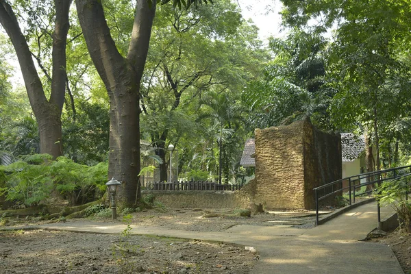 Quezon City Oct Ninoy Aquino Parques Vida Selvagem Torno Árvores — Fotografia de Stock