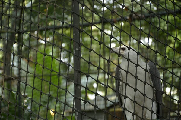Quon City Oct Ninoy Aquino Parks Wildlife White Bird October — стоковое фото