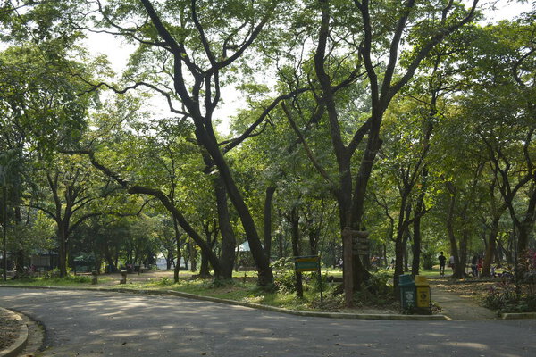 QUEZON CITY, PH - OCT 6 - Ninoy Aquino parks and wildlife surrounding trees on October 6, 2018 in Quezon City, Philippines.
