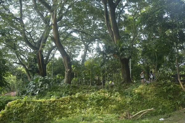 Quezon City Oct Ninoy Aquino Parks Und Wildtiere Rund Bäume — Stockfoto