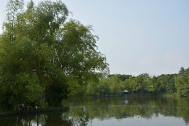 QUEZON ŞEHRİ, PH-OCT 6 Ninoy Aquino Parkları ve Vahşi Yaşam Su Gölü 6 Ekim 2018, Quezon City, Filipinler.
