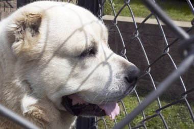 Güneşli bir günde açık hava kafesinde Alabai köpek