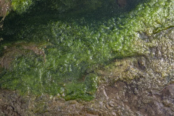 緑茶色の苔と汚れの質感 — ストック写真