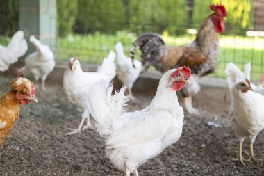 genç tavuklar bir grup arasında bir tavuk kümesi komik yaşlı beyaz tavuk