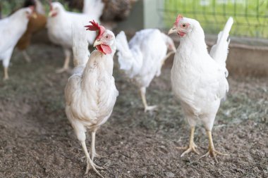 bir tavuk kümesi yakın çekim iki beyaz tavuk yaşlı ve genç