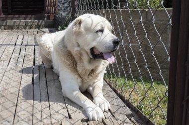 Güneşli bir günde yaz aylarında dışında bir kuş beyaz Orta Asya Çoban Alabai köpek