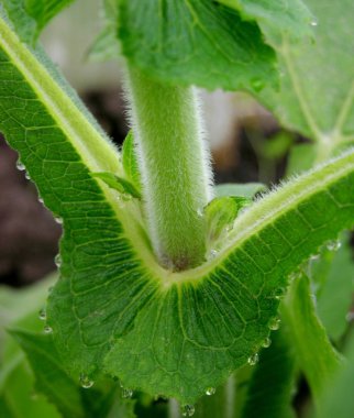 Yeşiller sabah damla çiğ yacon bitkiler. Yacon eşleştirilmiş yaprakları bir kelebeğin kanatları benzer, bir fleecy yüzeyi ve parlak yeşil bir renk var. Çiftçinin serasında plantasyon üzerinde büyüleyici ve çok sulu yacon üstleri.