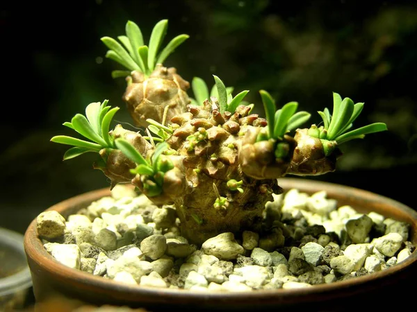 Sulu Euphorbia Habisan gövde yüzeyinde çocuklar büyümüştü. Bu çocuklar yeşil tufts-yaprakları ile köknar konileri gibi. Euphorbia ailesinin alışılmadık bir temsilcisi. Böyle bir yumru kırArsanız, yapışkan süt suyu hareket eder.