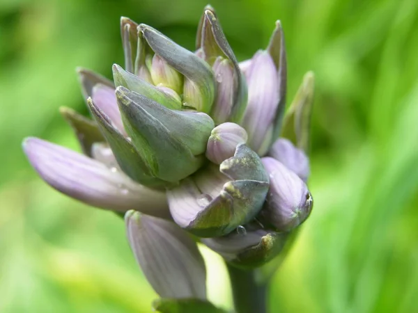 bitki hosts çözülmemiş çiçek tomurcuk. kaba pençeli ölçekler, tomurcukları Hosts ve scabrous sepals. sığ odak ile çekim. yakın çekim. 