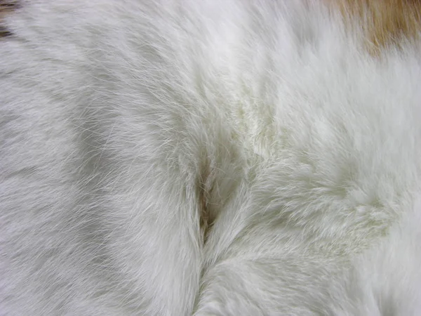 Pliegues Rizos Pelo Gato Blanco Rojo Macro Fondos Textura Enfoque — Foto de Stock